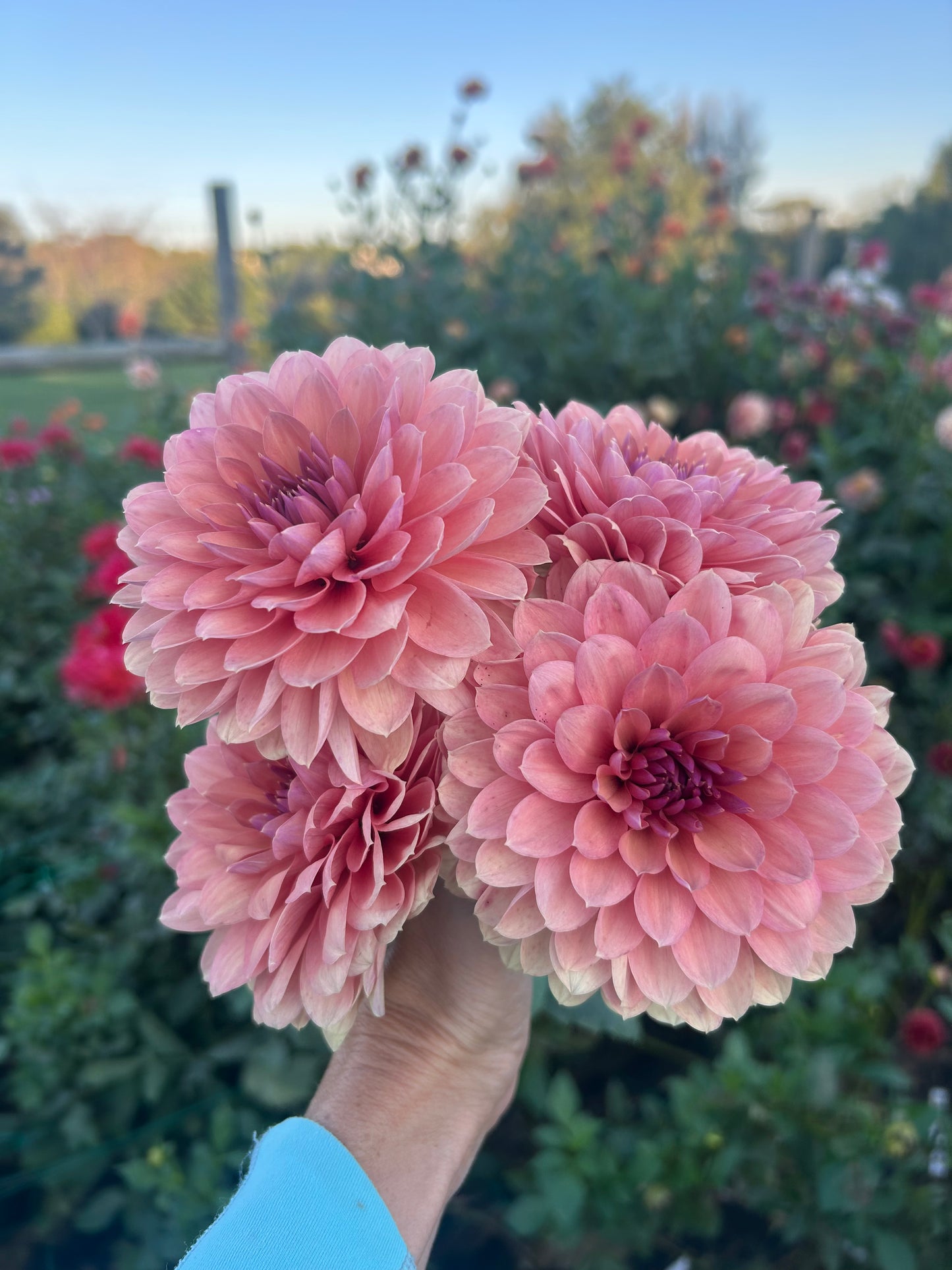 Chateau de la Bourdaisiere dahlia tuber