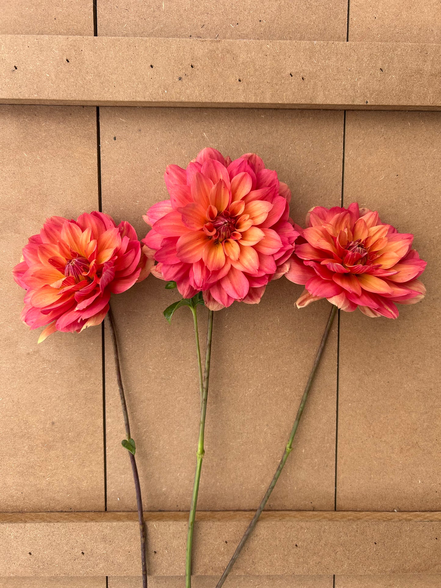 Lora Ashley dahlia tuber