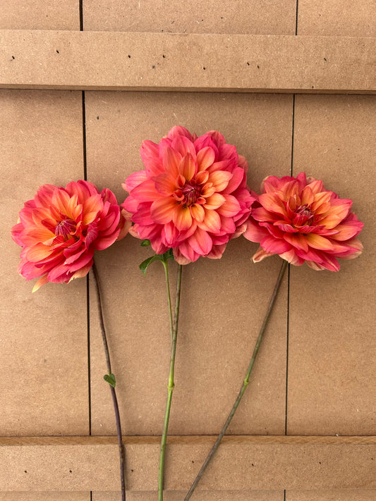 Lora Ashley dahlia tuber