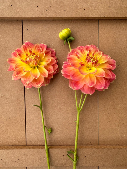 October Sky dahlia tuber