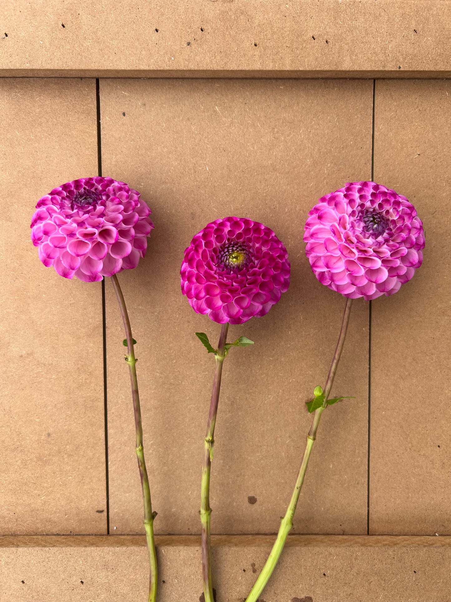 Hapet Greeneye dahlia tuber