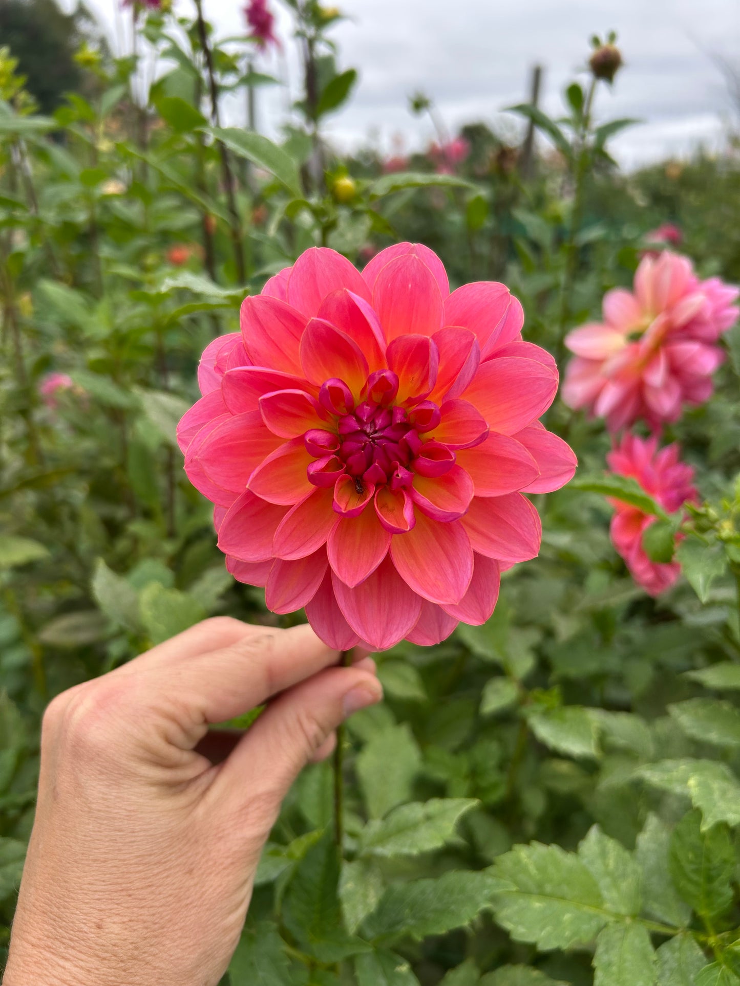 Wildwood Marie dahlia tuber