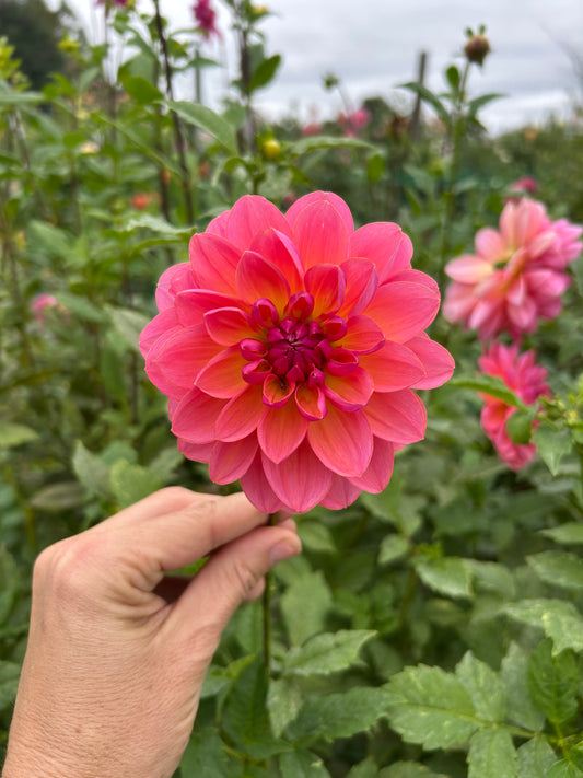 Wildwood Marie dahlia tuber
