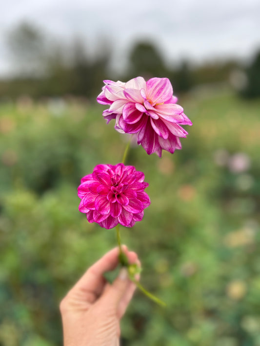Hillcrest Jonathan dahlia tuber