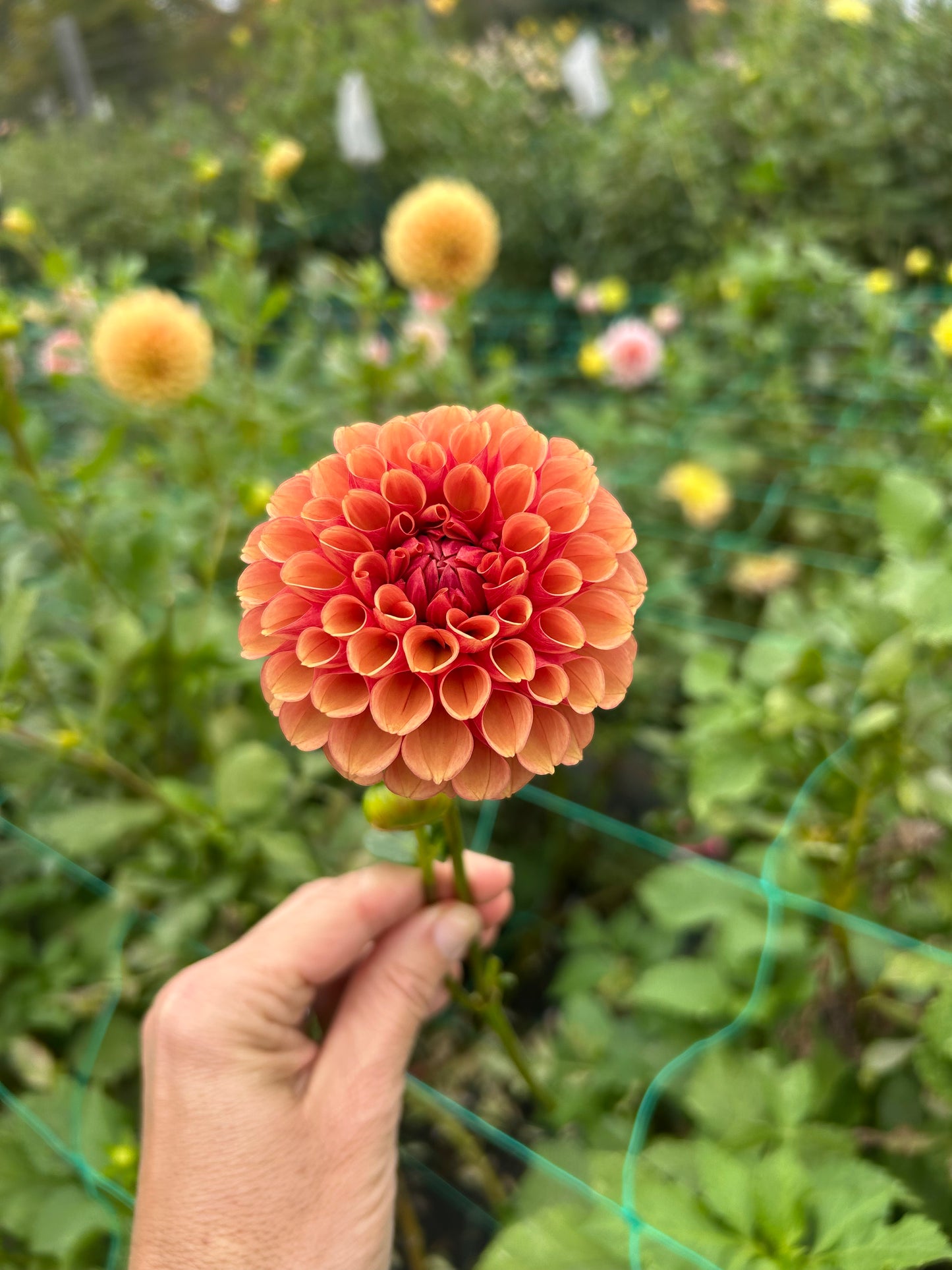 RM Glenny Penny dahlia tuber - LIMIT 1 per household