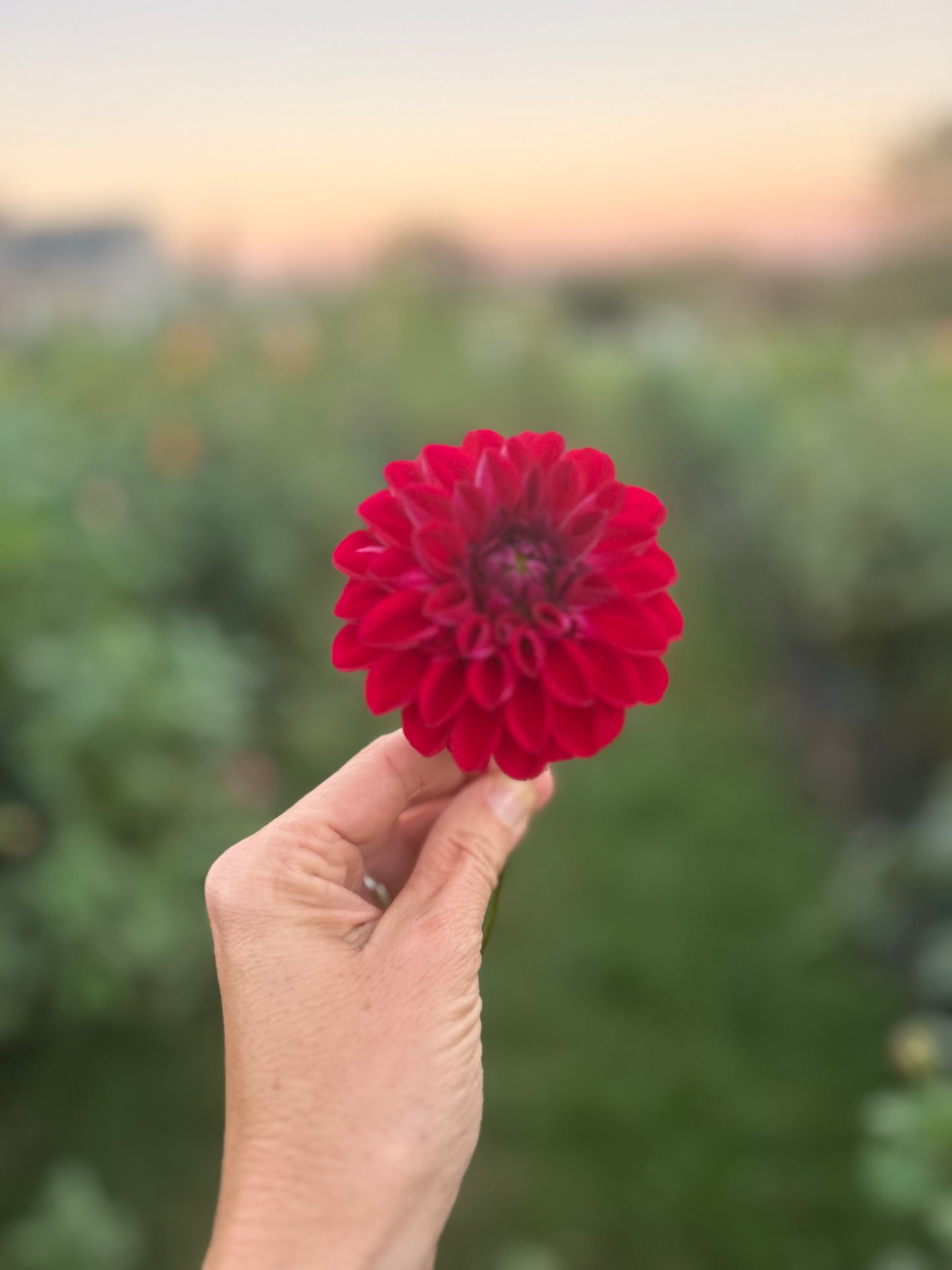 Bloomquist Sinew dahlia tuber