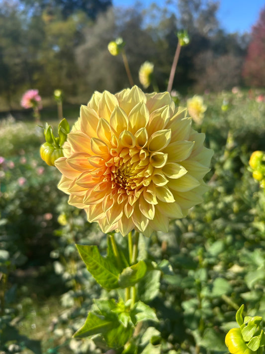 Bracken Sarah dahlia tuber