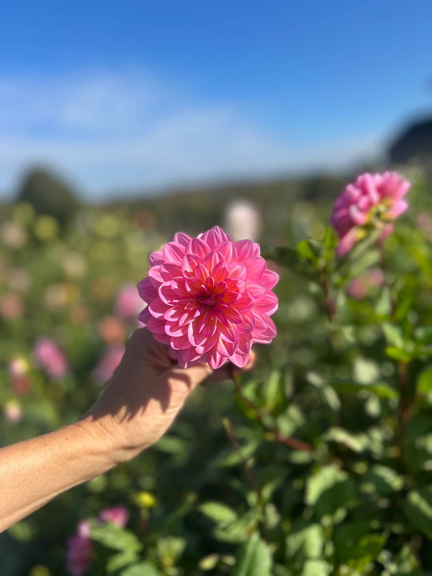 Ruthie G dahlia tuber