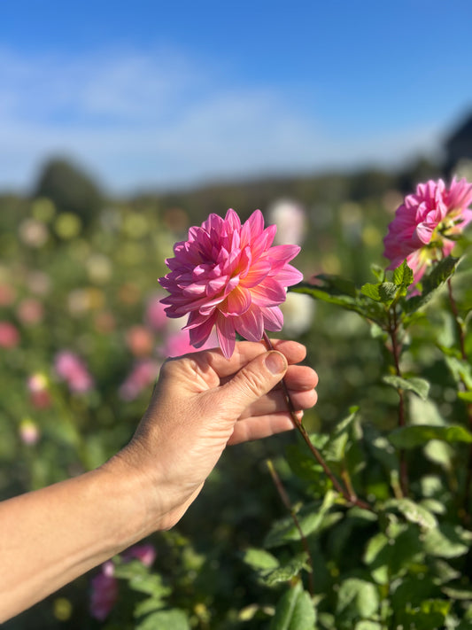 Ruthie G dahlia tuber