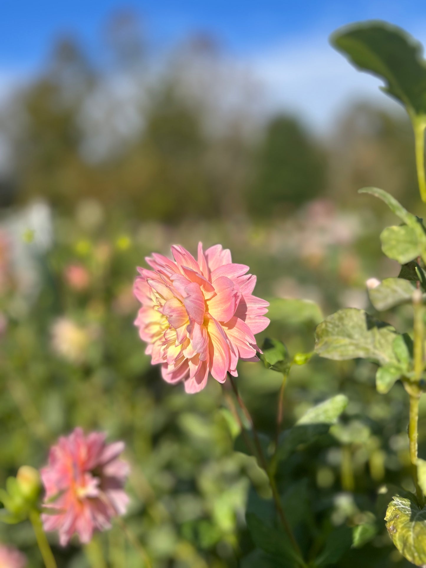 Rosemary Web dahlia tuber - LIMIT 1