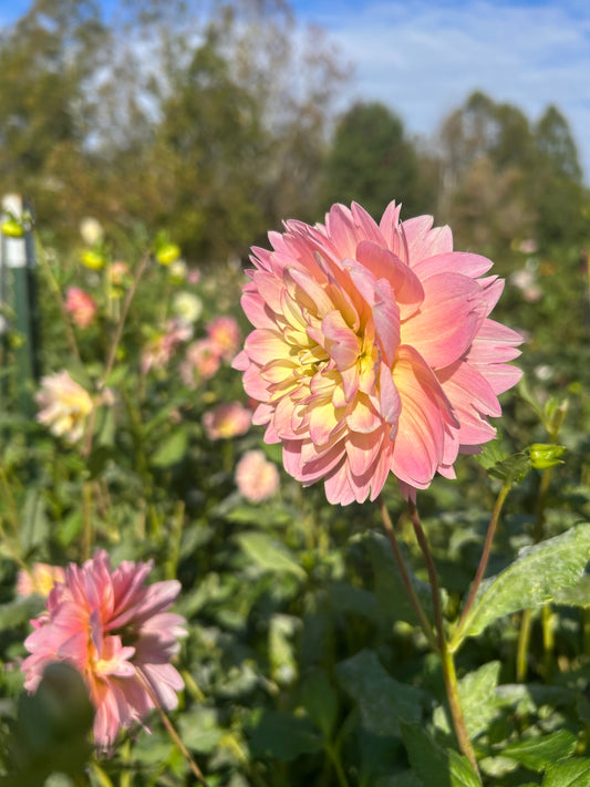 Rosemary Web dahlia tuber - LIMIT 1
