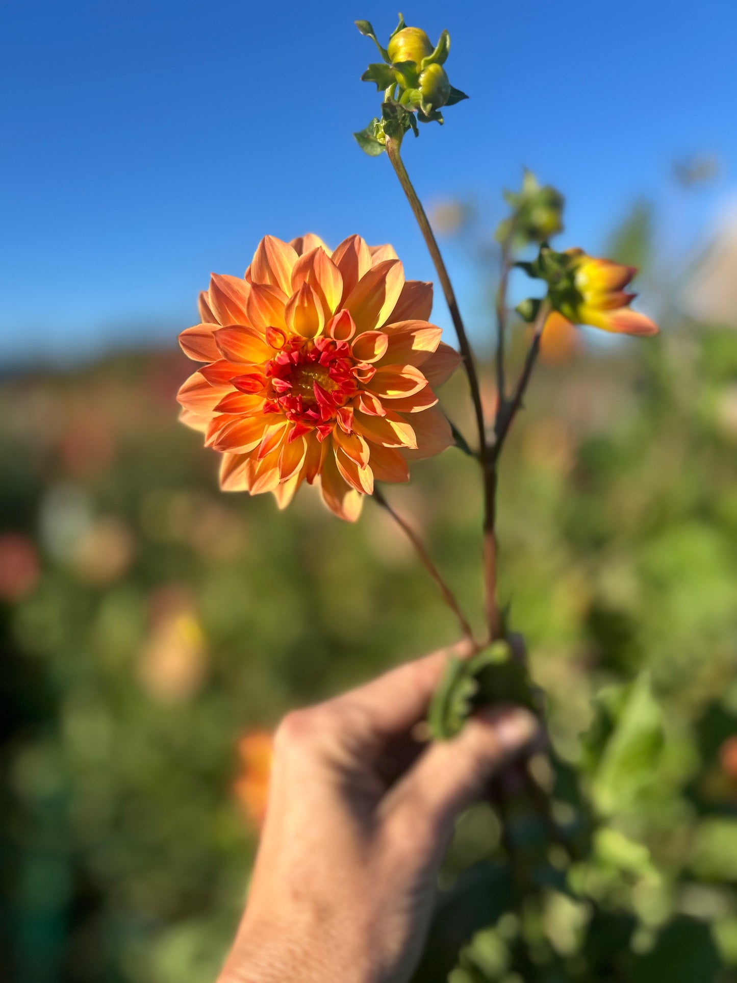 Linna dahlia tuber