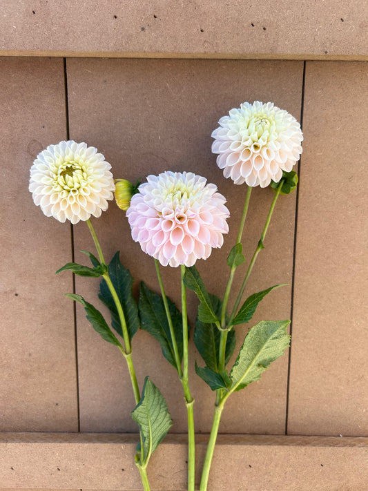 Camano Zoe dahlia tuber