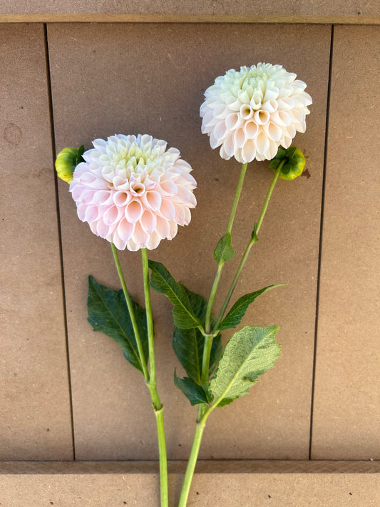20th Ave Memory dahlia tuber