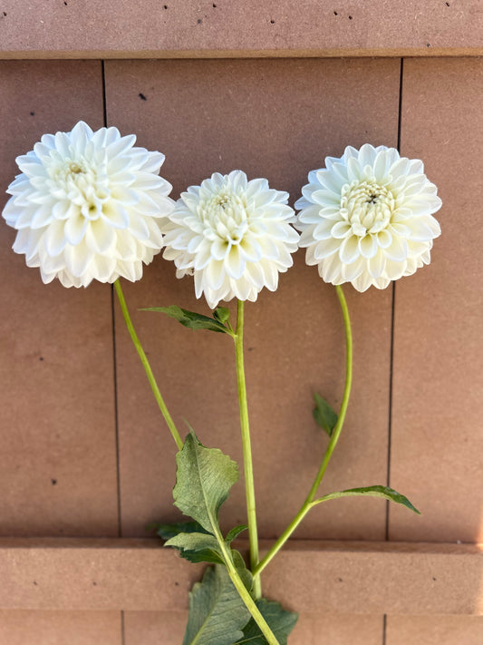 Boom Boom White dahlia tuber