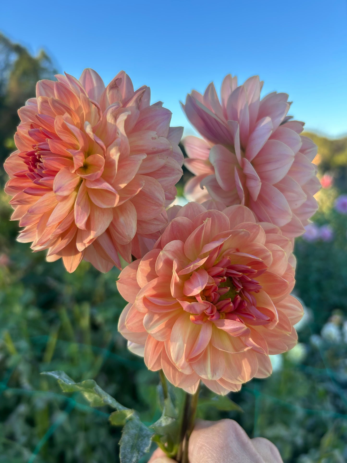 Fawn dahlia tuber