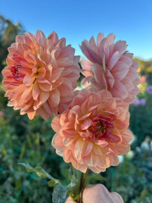 Fawn dahlia tuber