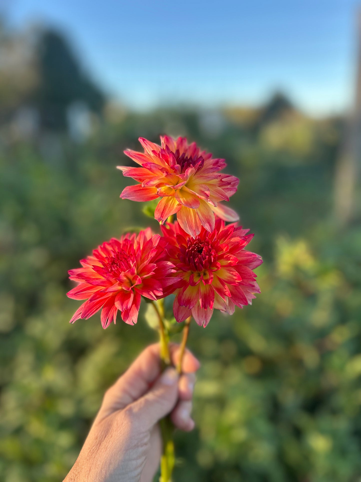 September Morn dahlia tuber