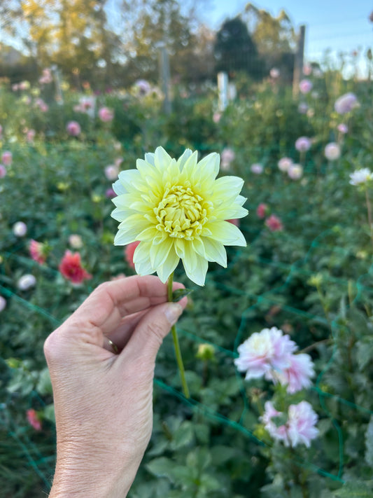 Parakeet dahlia tuber