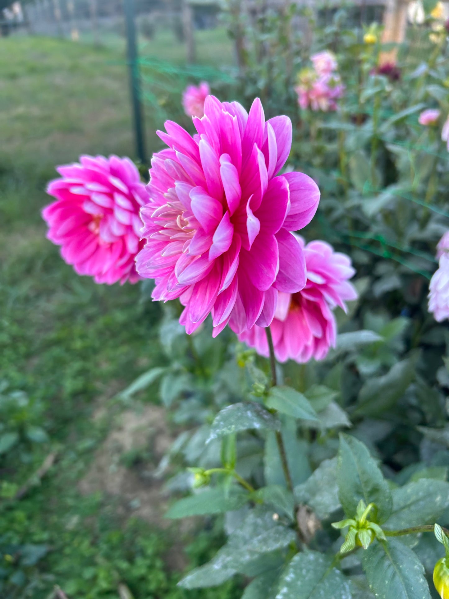 Hollyhill Sweet 16 dahlia tuber