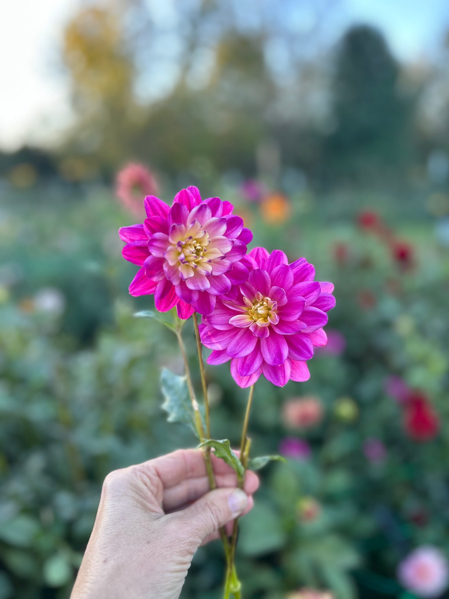 Hollyhill Pink Parfait dahlia tuber