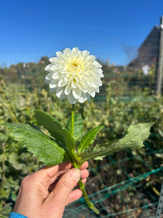 20th Ave Baker Rd dahlia tuber