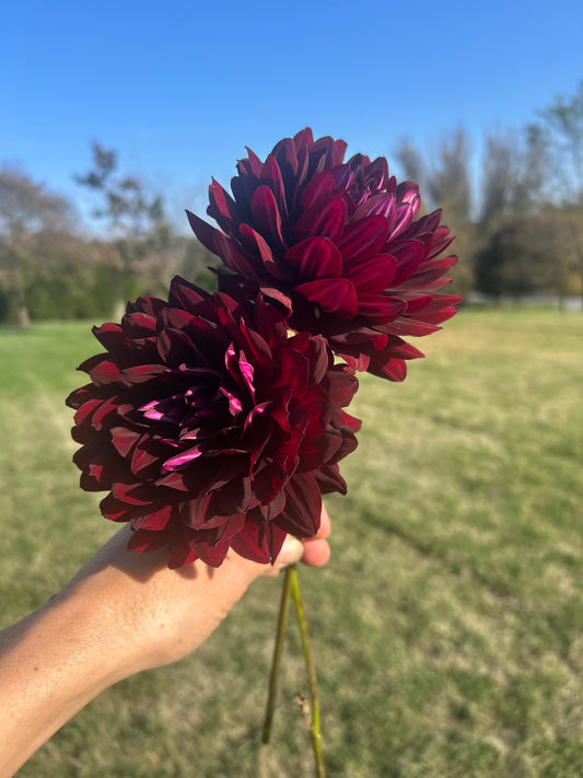 Hollyhill Black Widow dahlia tuber
