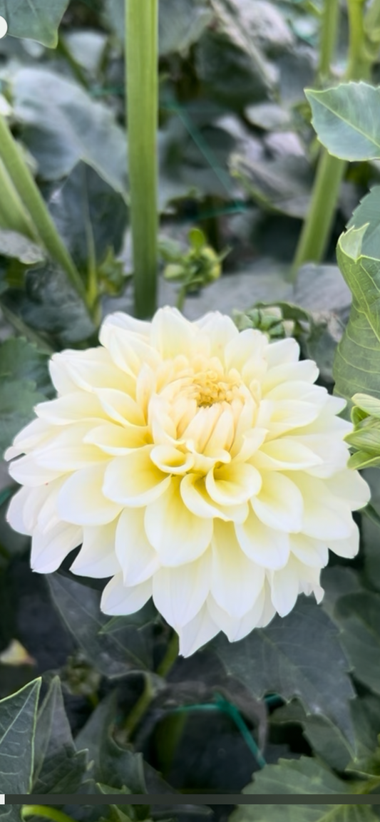 Bloomquist Snowy dahlia tuber