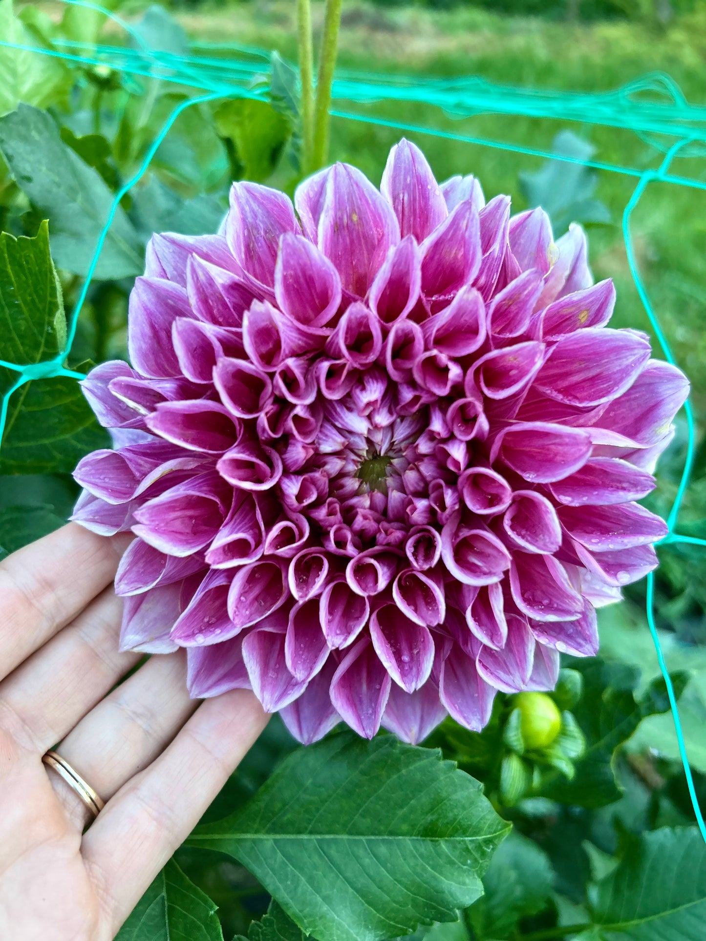 Formby Duke dahlia tuber