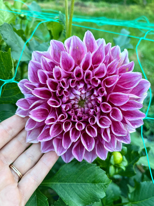 Formby Duke dahlia tuber