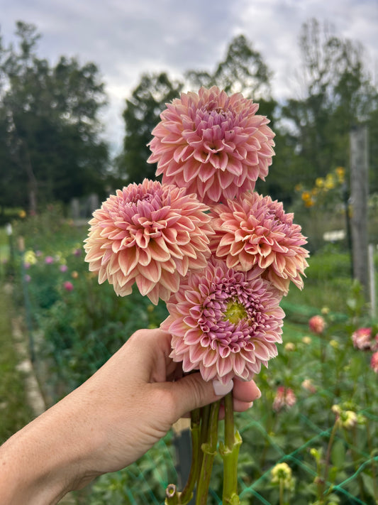 RM Summer Haze dahlia tuber