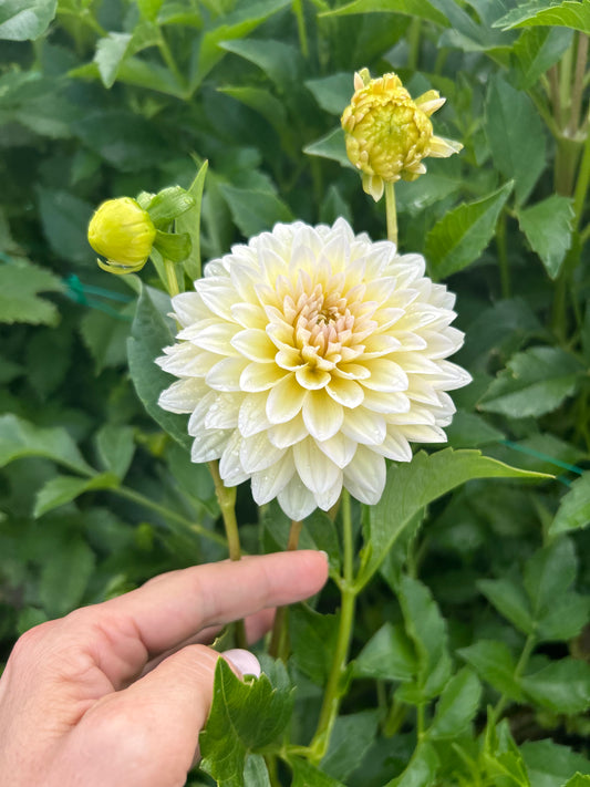 DL's The Special dahlia tuber - Limit one per household