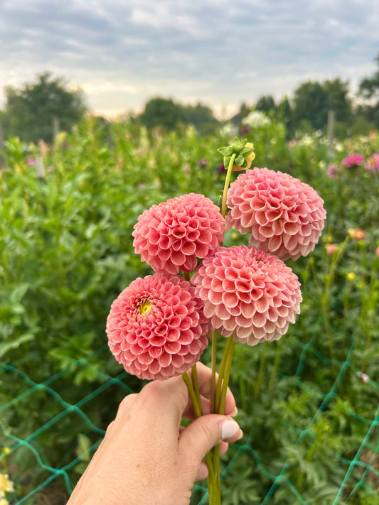 Hapet Amber dahlia tuber