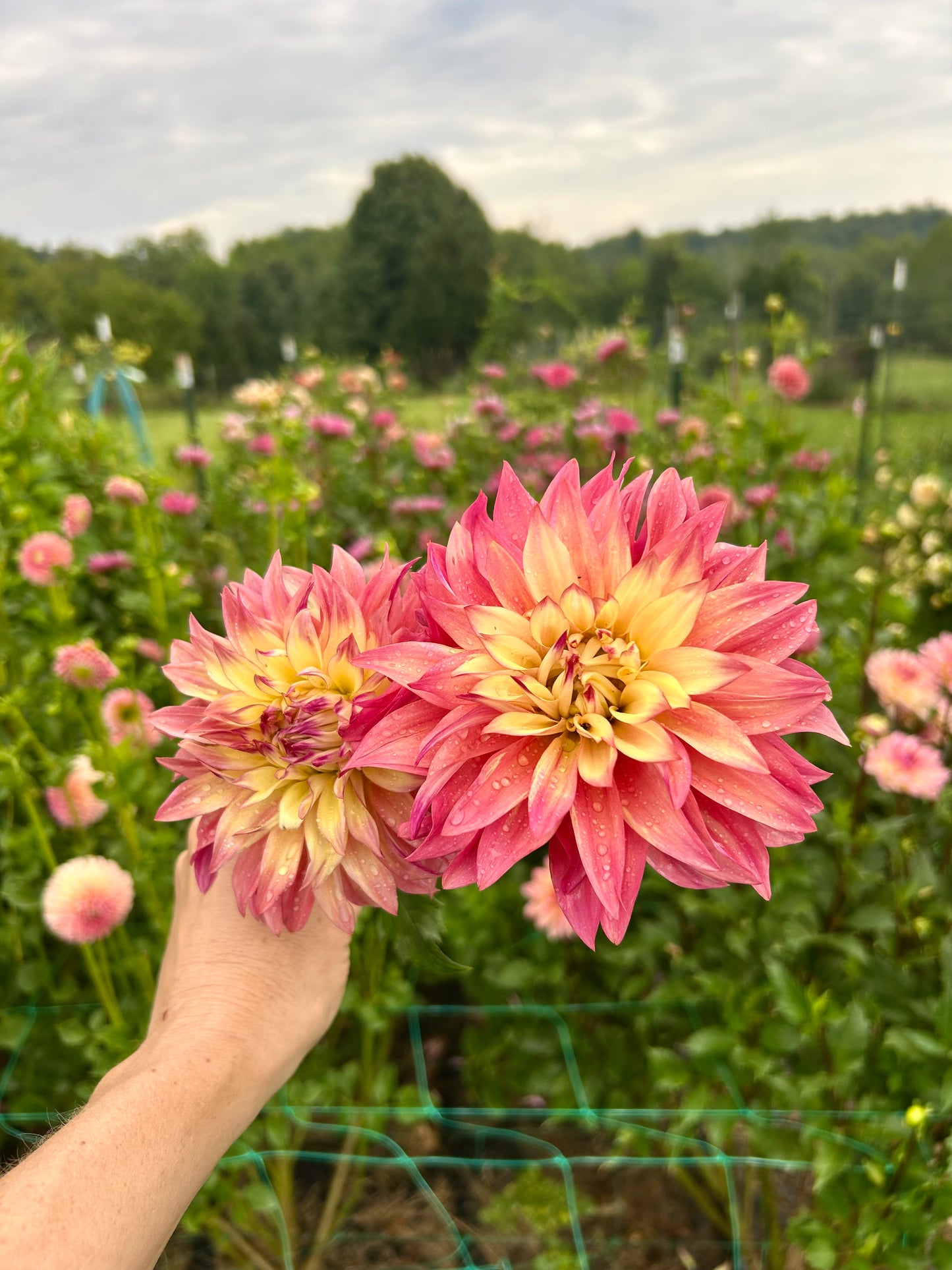 Blushing Lady dahlia tuber