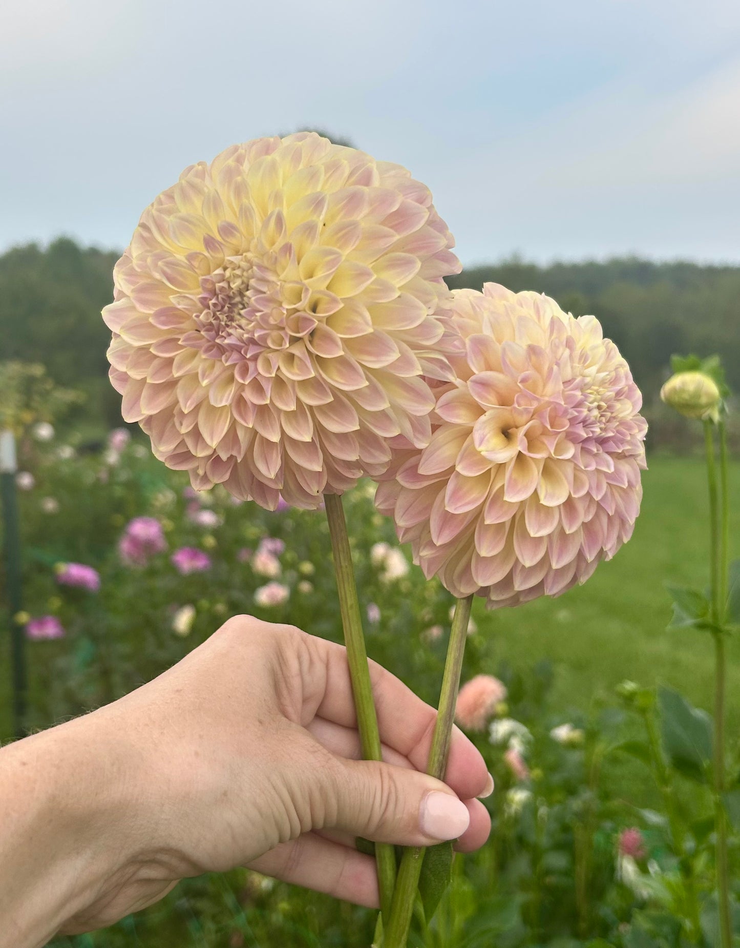 Coorabell Moonglow 🇦🇺 dahlia tuber - LIMIT 1 per household