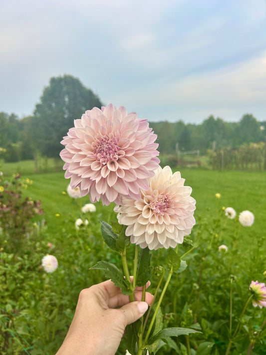 Floralie Antique dahlia tuber - Limit one per household