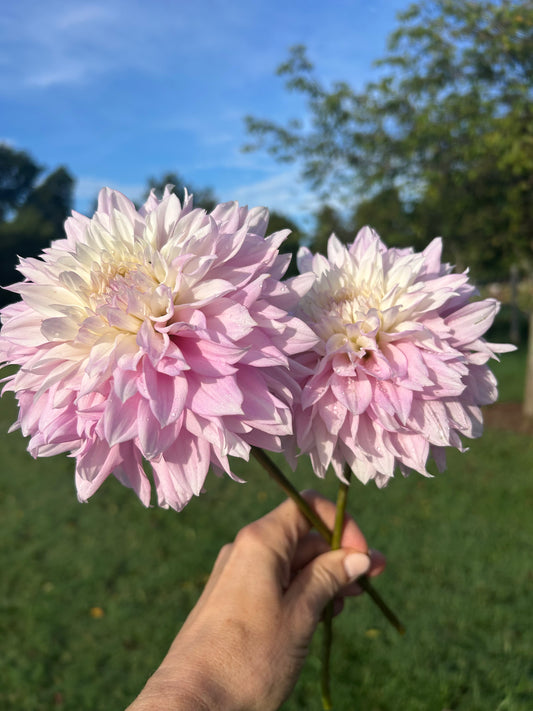Lee's Blush Charmeuse dahlia tuber