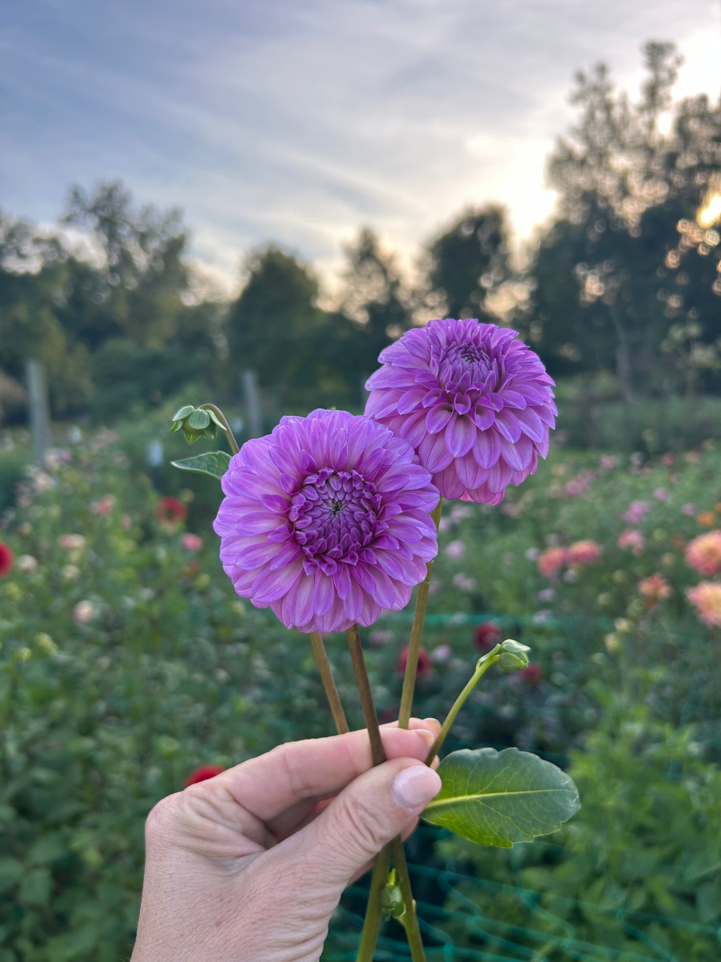 Glenmarc Skye dahlia tuber