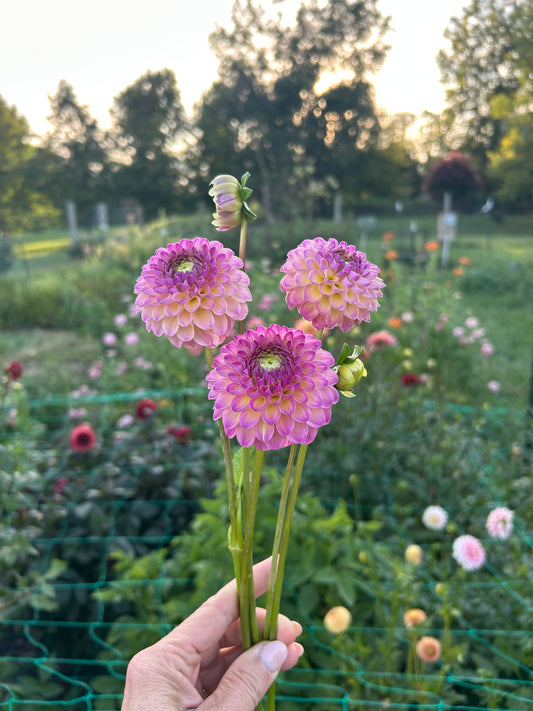 Hapet Pearl dahlia tuber