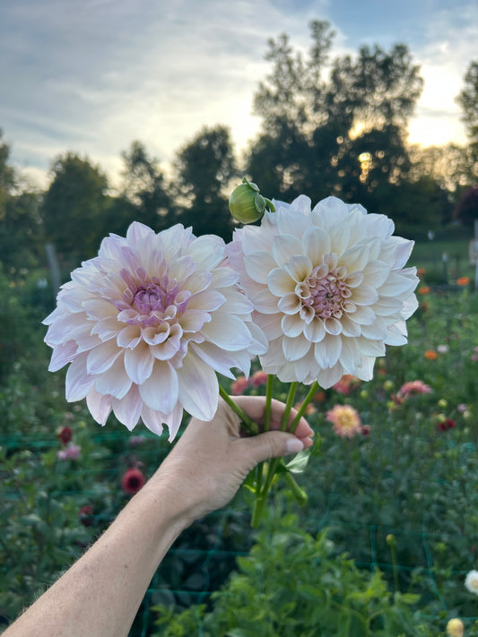 KA Pearl dahlila tuber
