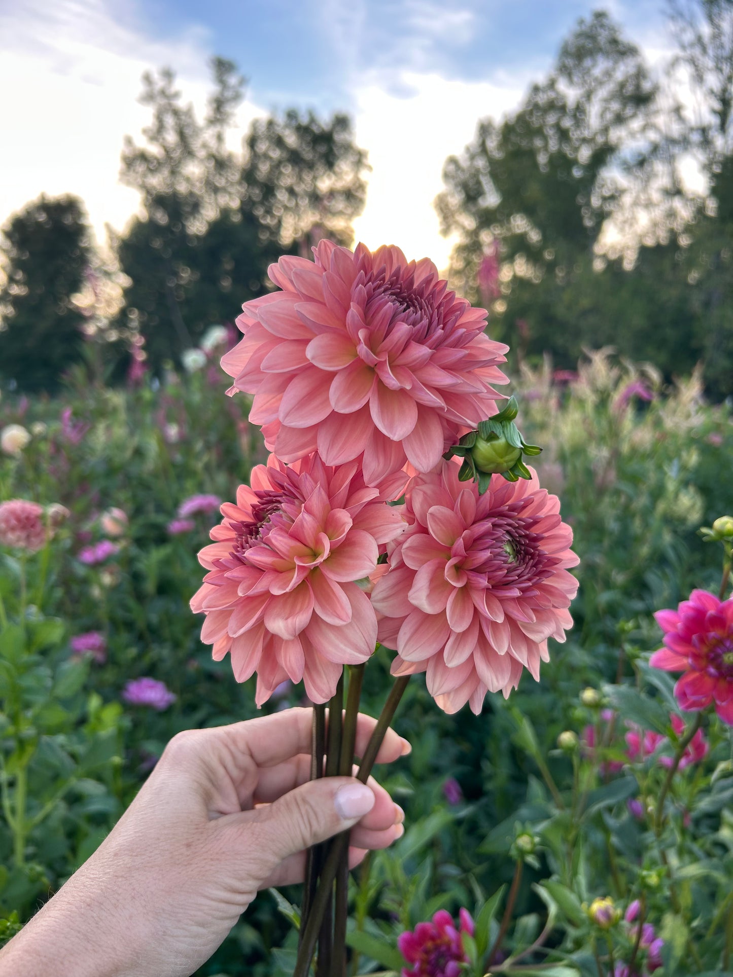 Cara Elizabeth dahlia tuber