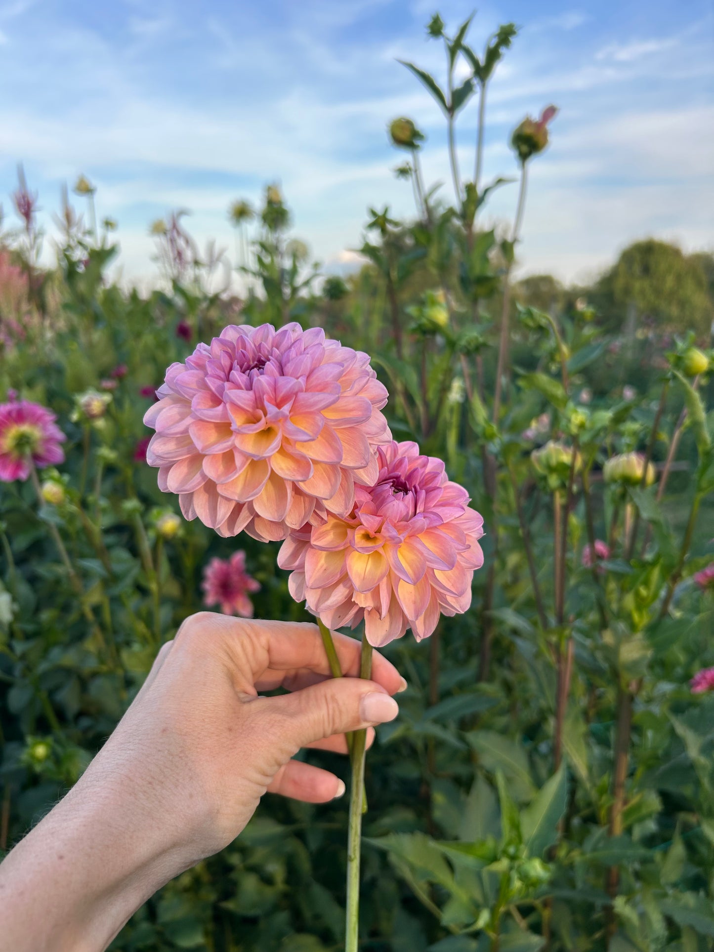 Hapet Vintage dahlia tuber