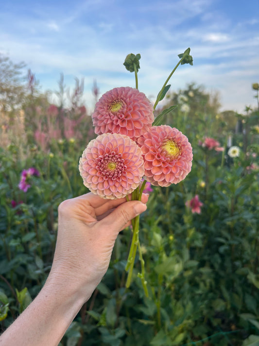 Hapet Amber dahlia tuber