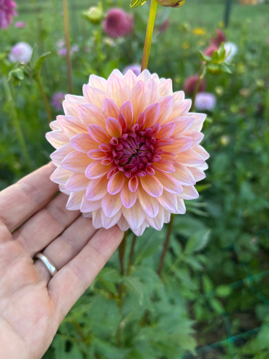Echo Jose dahlia tuber - LIMIT 1 per household