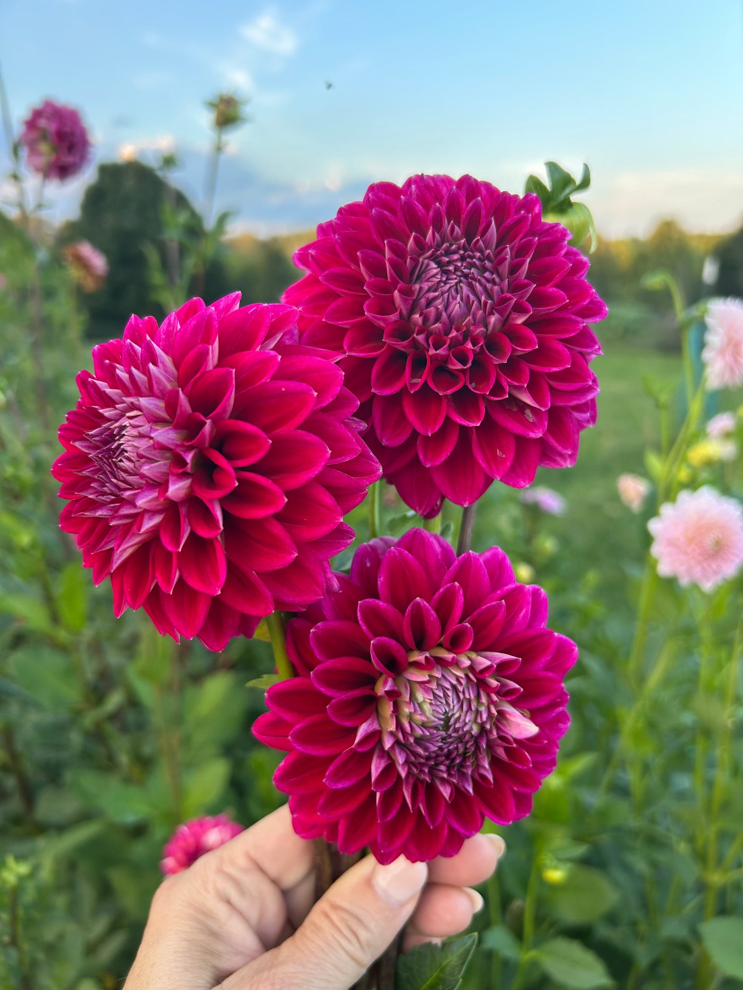 Lee's Black Raspberry dahlia tuber