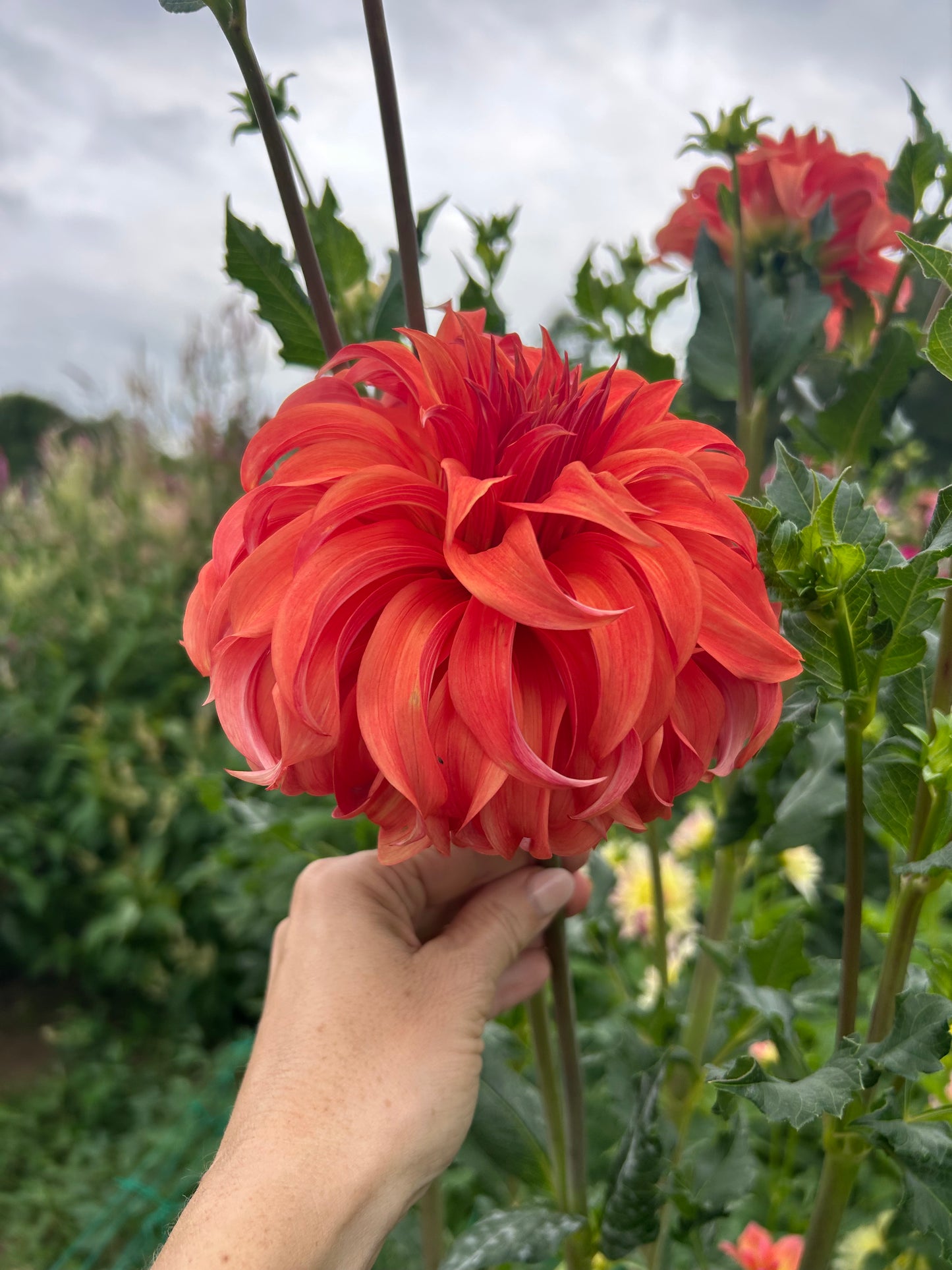 Bloomquist Jean dahlia tuber - LIMIT 1 per household