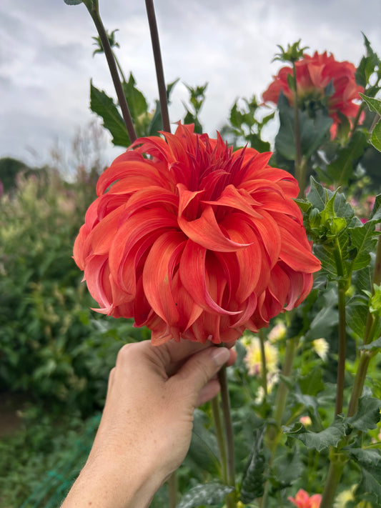 Bloomquist Jean dahlia tuber - LIMIT 1 per household