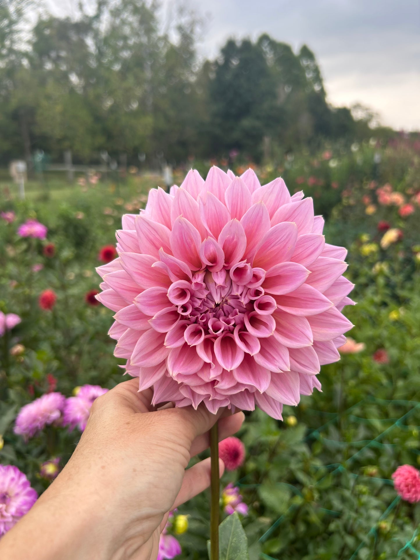 Formby Monarch dahlia tuber 🇦🇺 - LIMIT 1 per household
