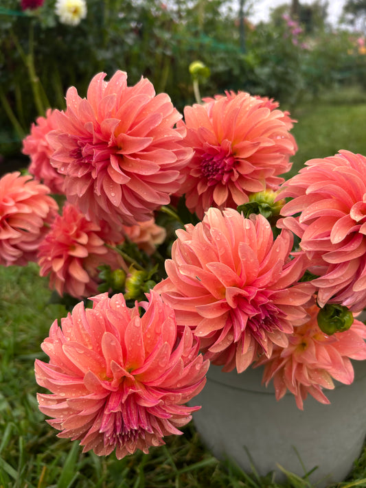 River's Can't Elope dahlia tuber