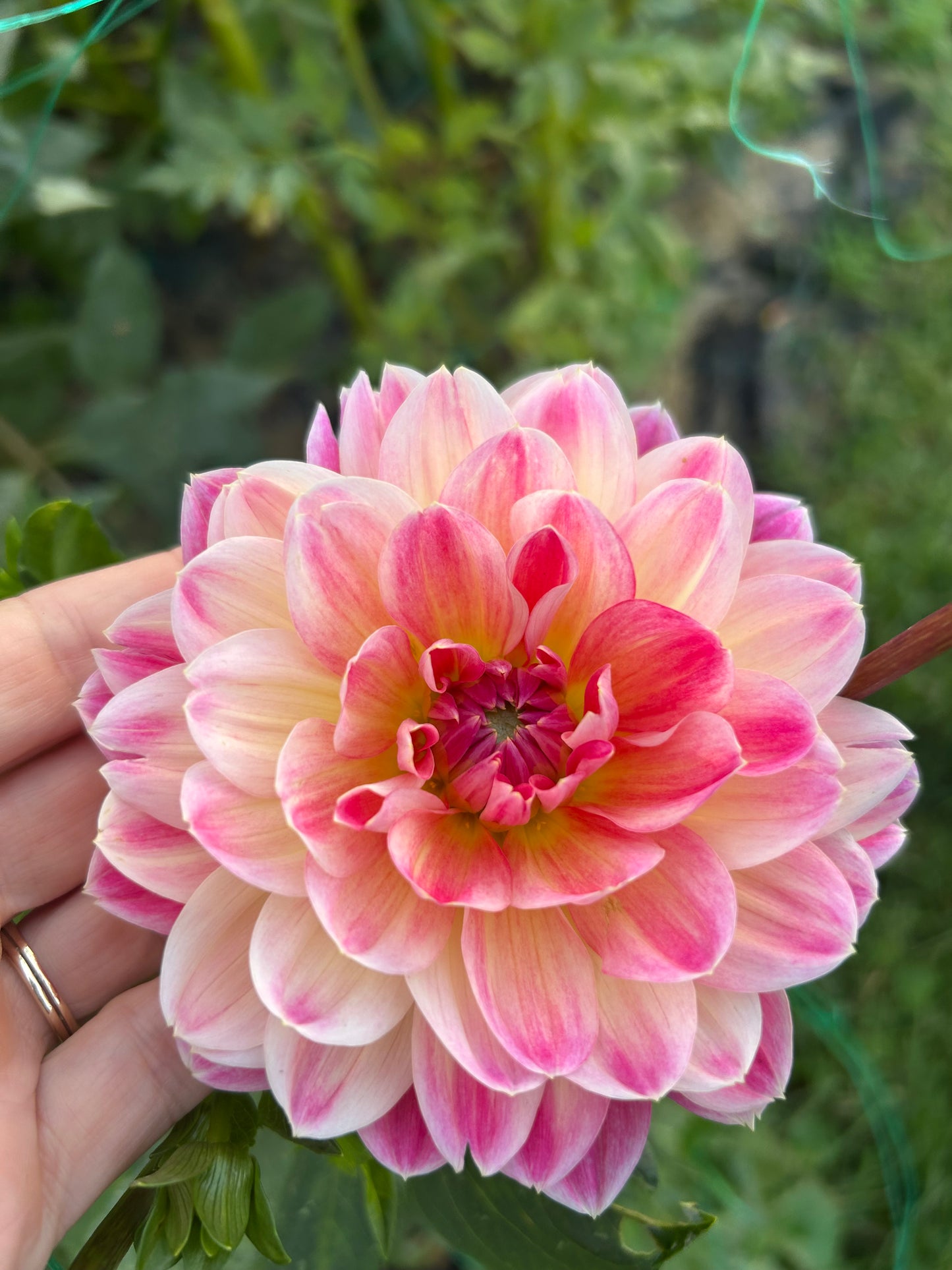 Hapet Elite dahila tuber - LIMIT 1 per household